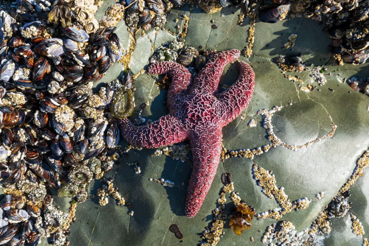 Starfish, mussels, and anemones clinging to the rocks in British Columbia