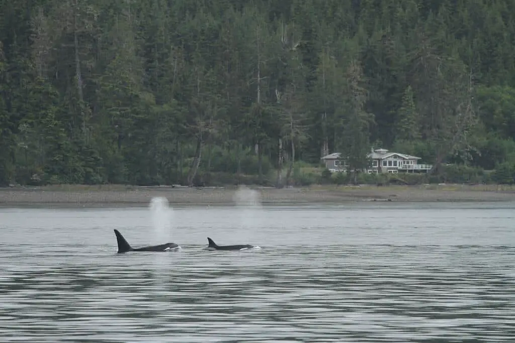 A pair of orcas swimming in front of the Whalehouse VRBO rental in Port McNeill