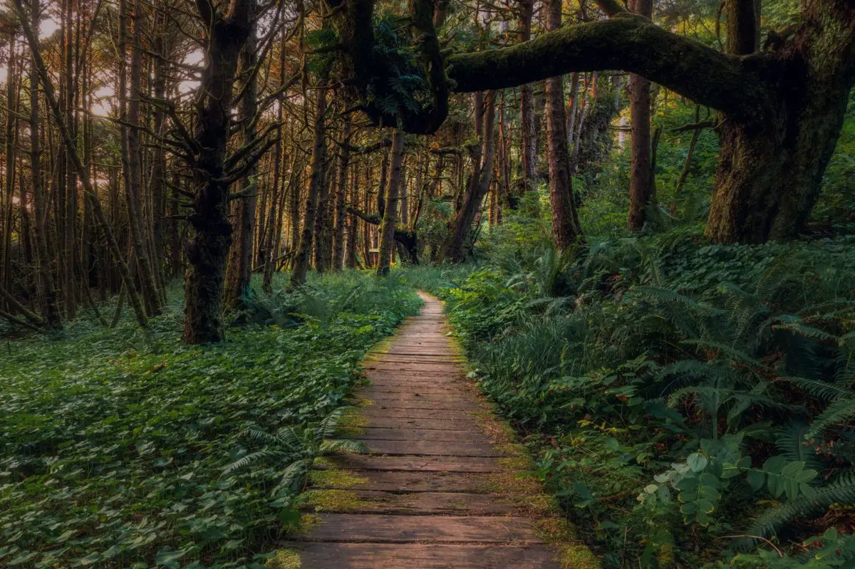 A boardwalk through the rainforest in Tofino - make sure to pack your hiking boots for your trip to Tofino!