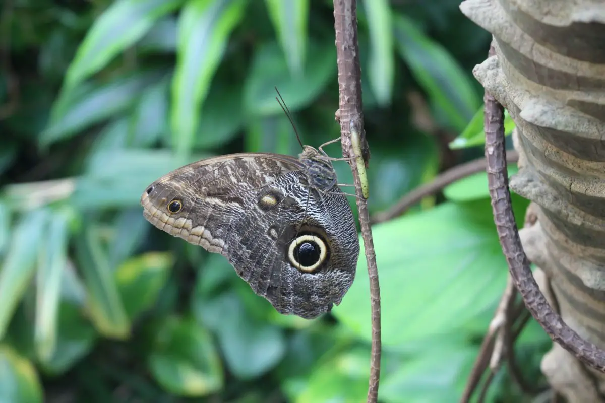 A moth on a branch at the Victoria Butterfly Gardens